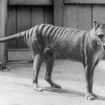 thylacine-1